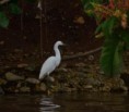 /album/costa-rica/a194-tarcoles-aigrette-blanche-jpg/